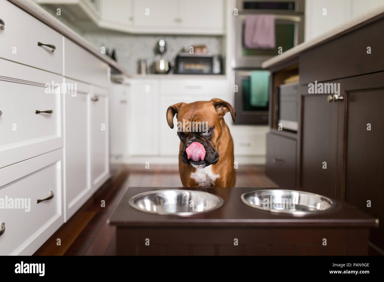 Dog licking bowl hires stock photography and images Alamy