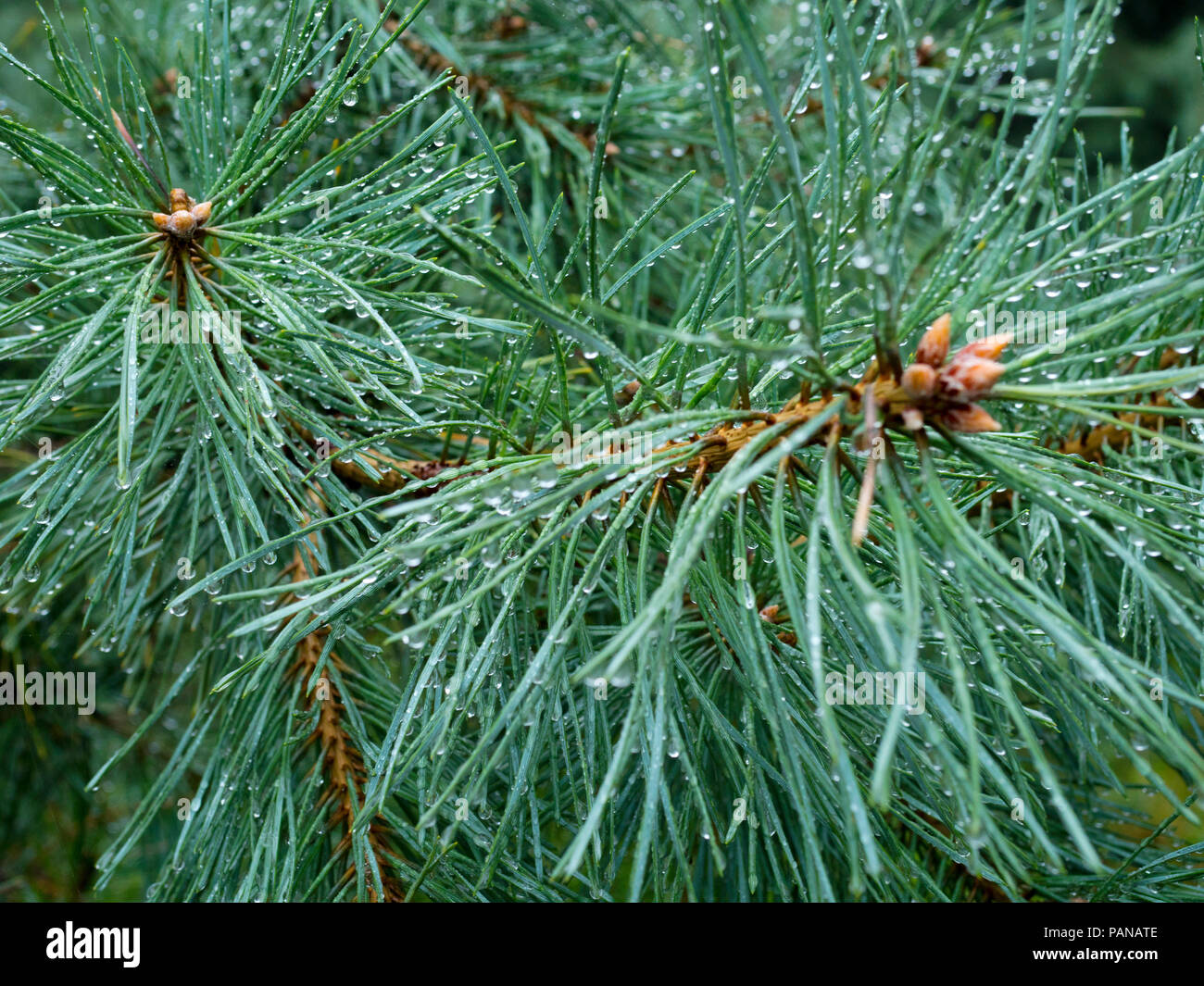 Sprig with the fruit of Common Kruger (Frangula alnus Mill.) On a summer rainy day Stock Photo
