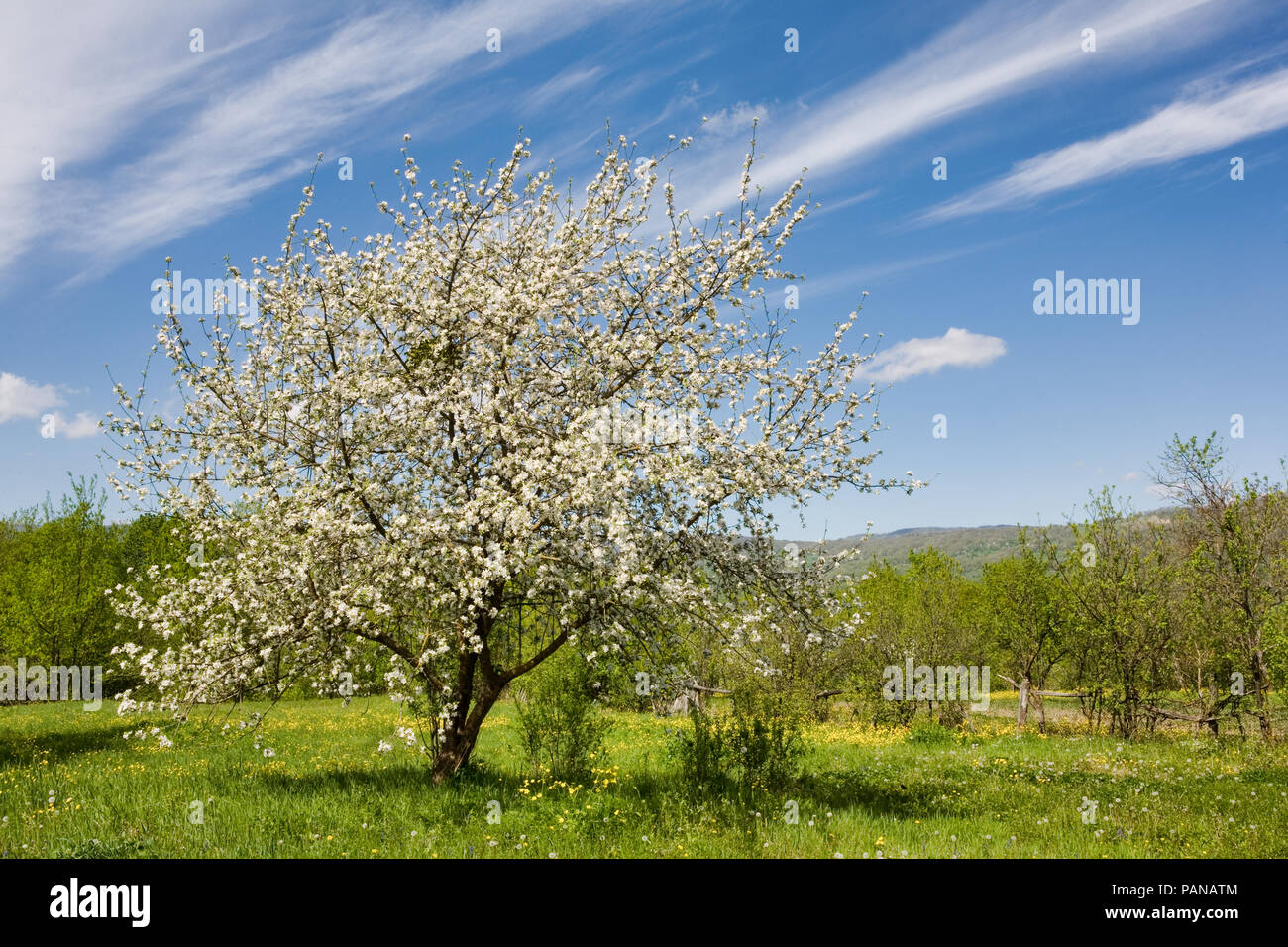 Flowering tree Stock Photo