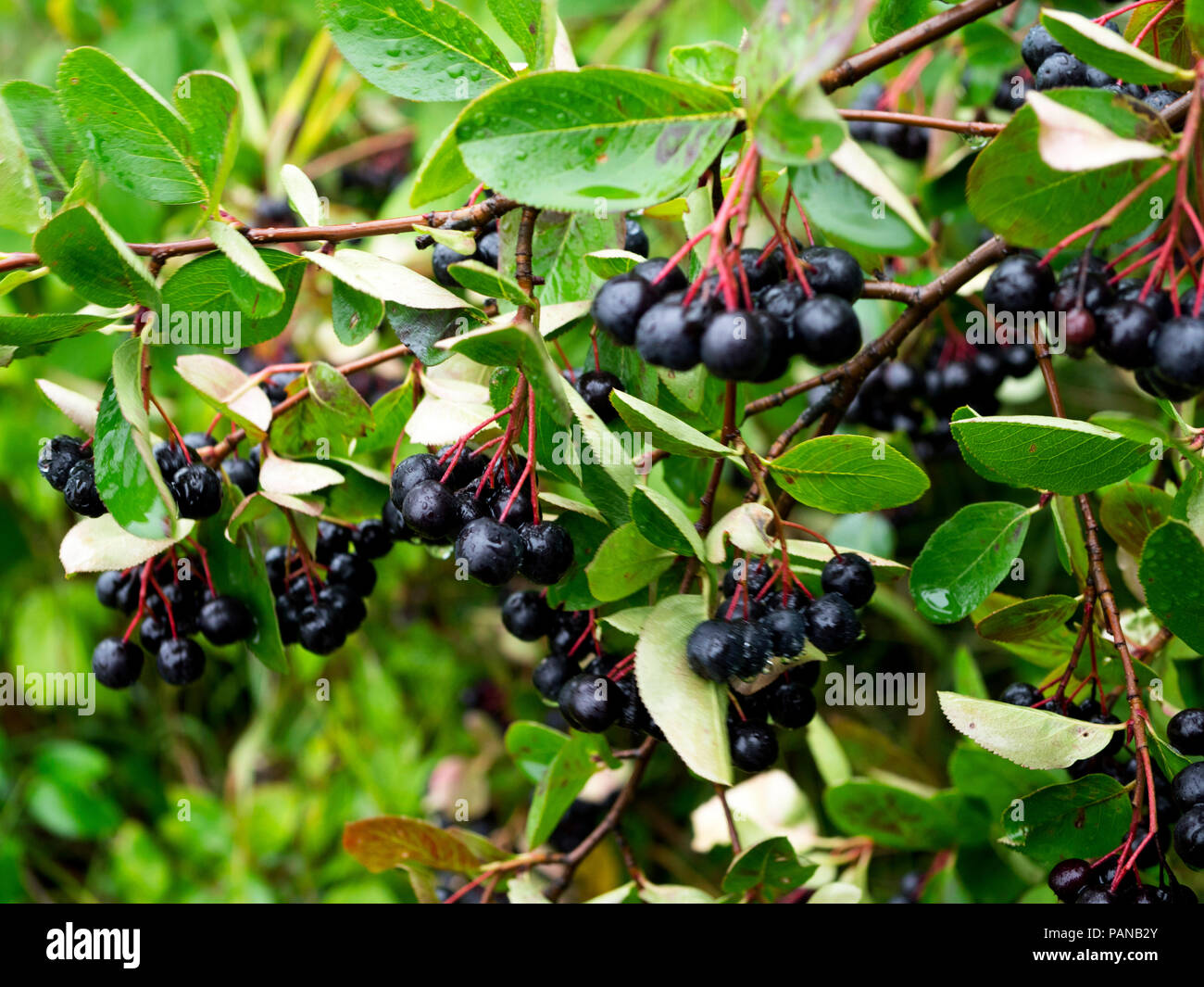 Sprig with the fruit of Common Kruger (Frangula alnus Mill.) On a summer rainy day Stock Photo