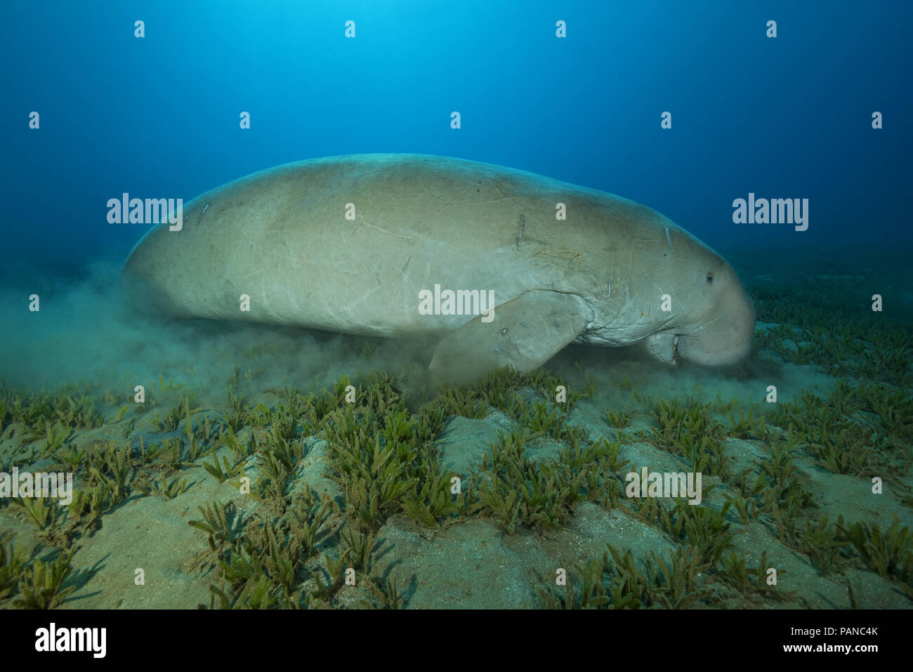Dugong or Sea Cow (Dugong dugon) eating sea grass Stock Photo - Alamy