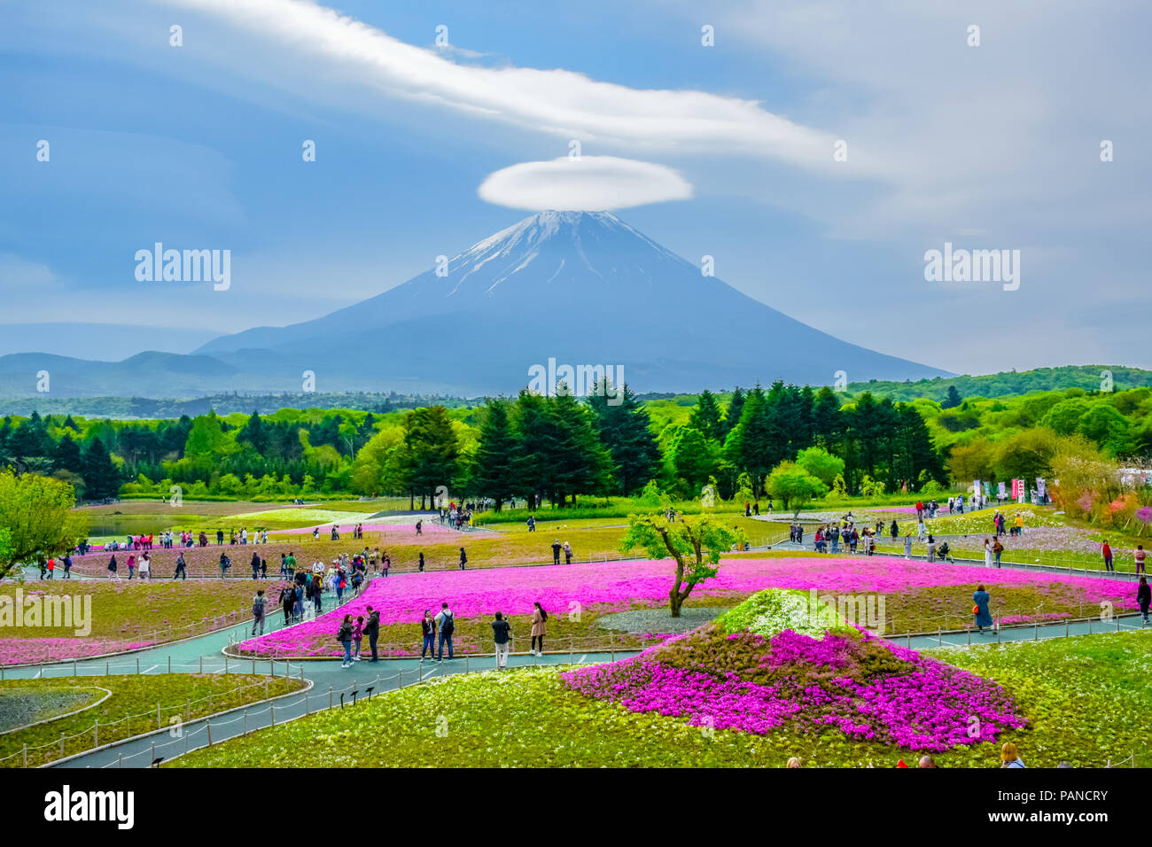 Mount Fuji view behind colorful flower field at Fuji Shibazakura moss phlox Fastival in Kawaguchiko, Japan Stock Photo