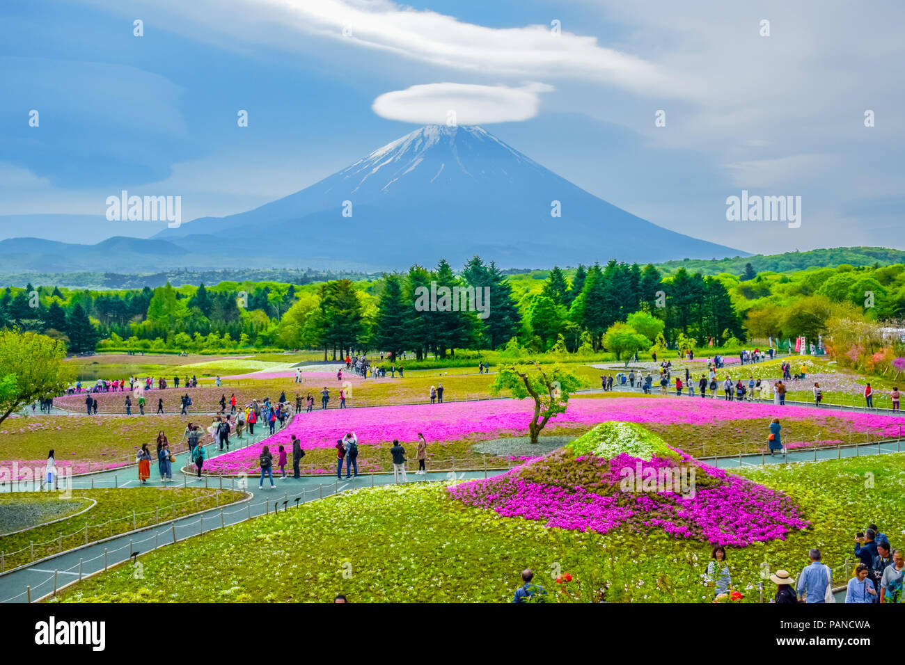 Mount Fuji view behind colorful flower field at Fuji Shibazakura moss phlox Fastival in Kawaguchiko, Japan Stock Photo