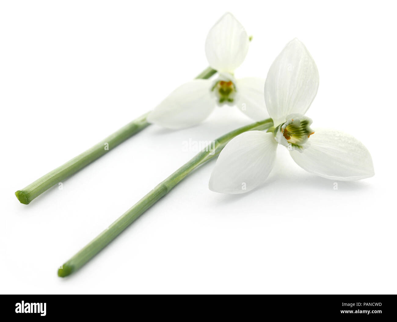 Snowdrop flower over white background Stock Photo