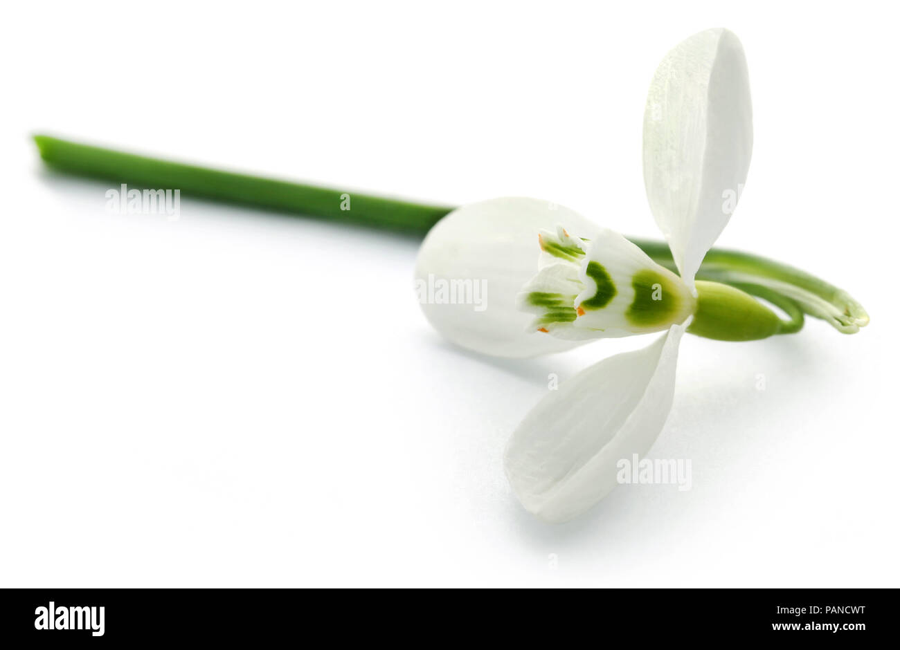 Snowdrop flower over white background Stock Photo
