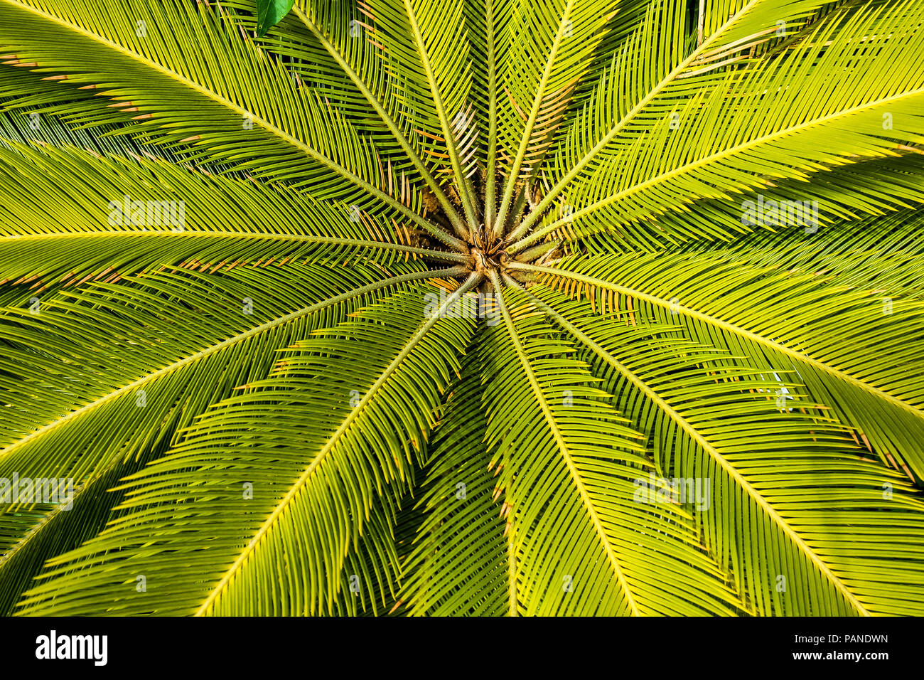 The leaves of the Japanes Sago Palm Cycas revoluta. Stock Photo
