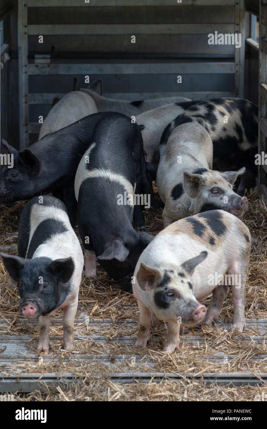Small pink and black pigs in a display pen at a country show in Hampshire, England Stock Photo