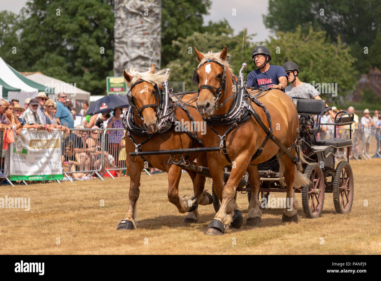 Chariot racing with heavy horses at a country fair in Hampshire in