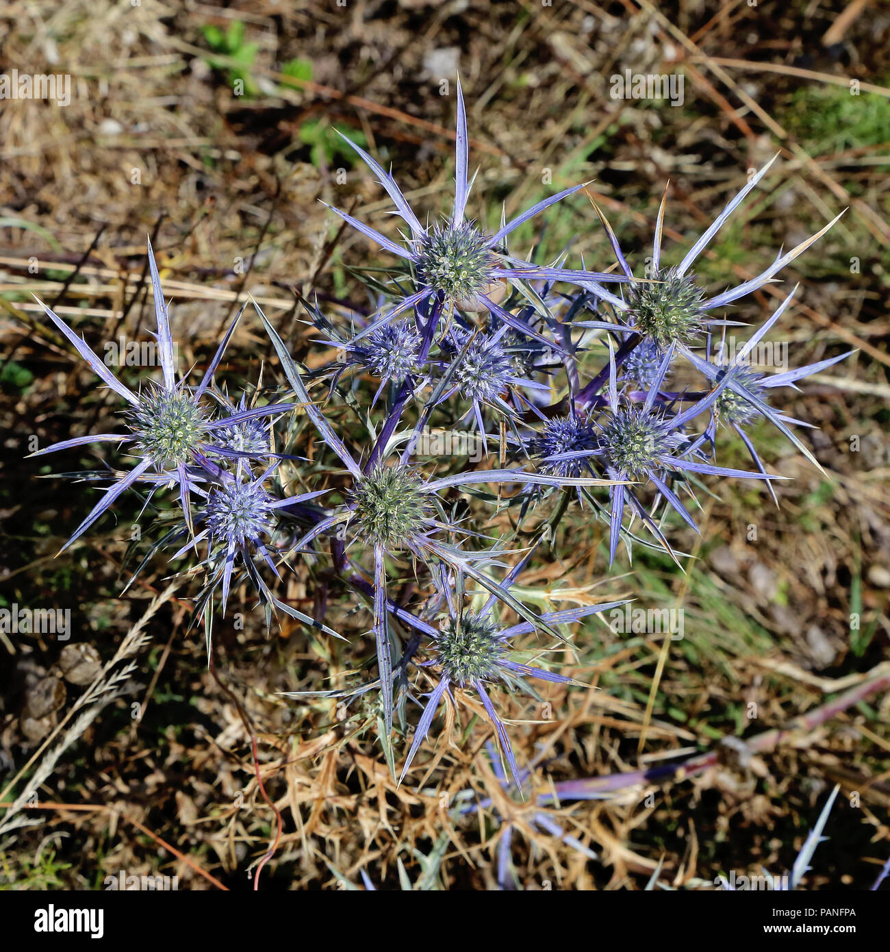 plant and inflorescences of amethyst sea holly, eryngium amethystinum