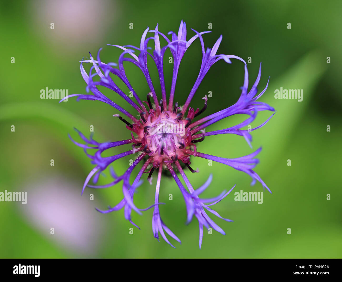 Cornflower, close-up, macro Stock Photo