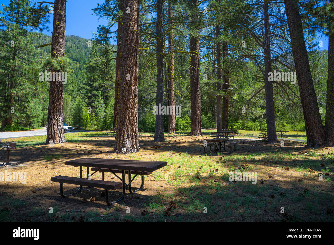 Day use area with picnic tables and benches, among the tall trees
