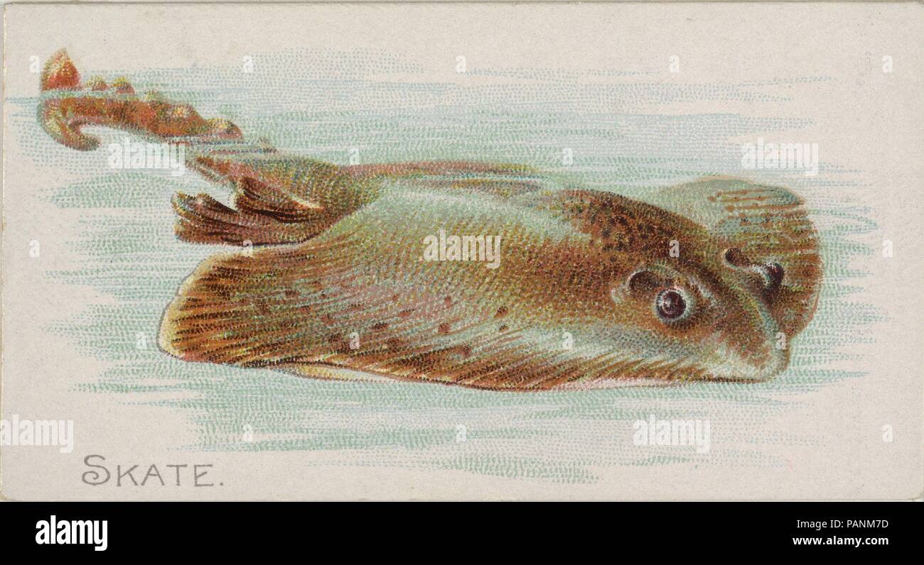 Skate, from the Fish from American Waters series (N8) for Allen & Ginter Cigarettes Brands. Dimensions: Sheet: 1 1/2 x 2 3/4 in. (3.8 x 7 cm). Lithographer: Lindner, Eddy & Claus (American, New York). Publisher: Issued by Allen & Ginter (American, Richmond, Virginia). Date: 1889.  Trade cards from the 'Fish from American Waters' series (N8), issued in 1889 in a series of 50 cards to promote Allen & Ginter Brand Cigarettes. Museum: Metropolitan Museum of Art, New York, USA. Stock Photo