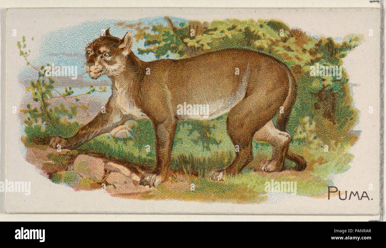 Puma, from the Quadrupeds series (N21) for Allen & Ginter Cigarettes. Dimensions: Sheet: 1 1/2 x 2 3/4 in. (3.8 x 7 cm). Lithographer: Lindner, Eddy & Claus (American, New York). Publisher: Allen & Ginter (American, Richmond, Virginia). Date: 1890.  Trade cards from the 'Quadrupeds' series (N21), issued in 1890 in a set of 50 cards to promote Allen & Ginter brand cigarettes. Museum: Metropolitan Museum of Art, New York, USA. Stock Photo