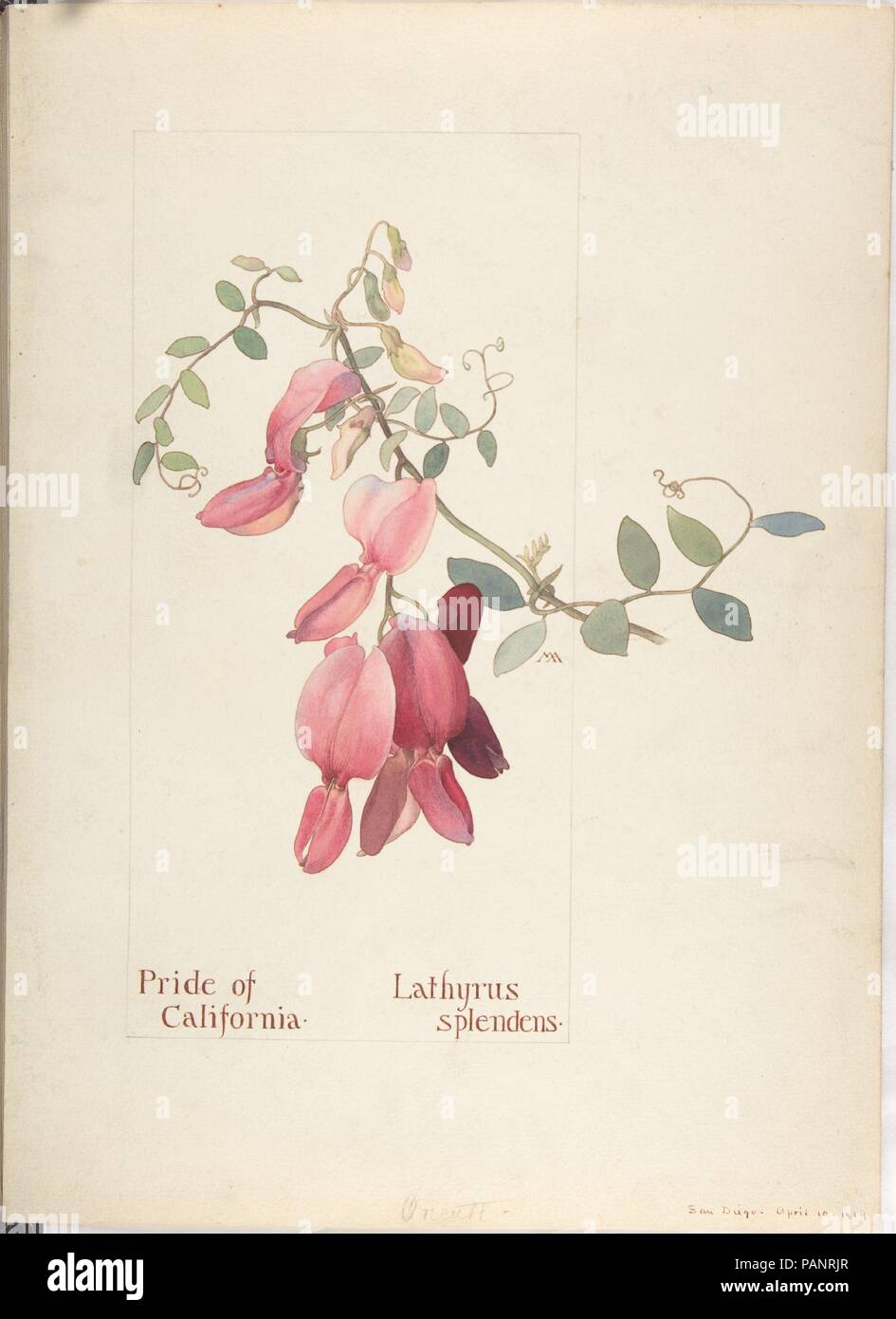 Pride Of California Lathyrus Splendens Artist Margaret Neilson Pride Of California Lathyrus Splendens Artist Margaret Neilson