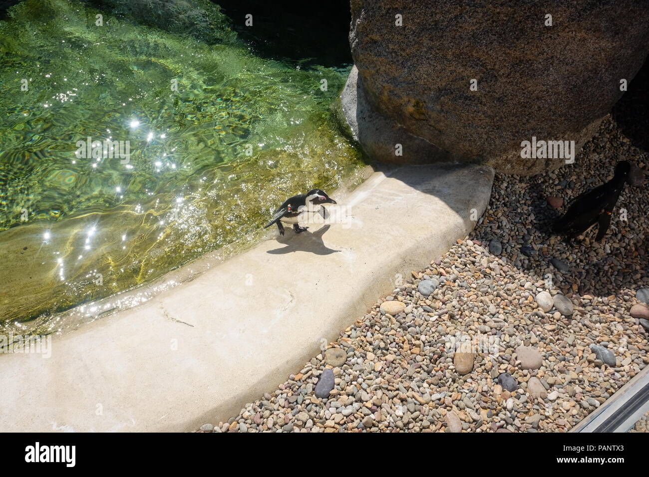 African Penguin in San Diego Zoo Stock Photo - Alamy