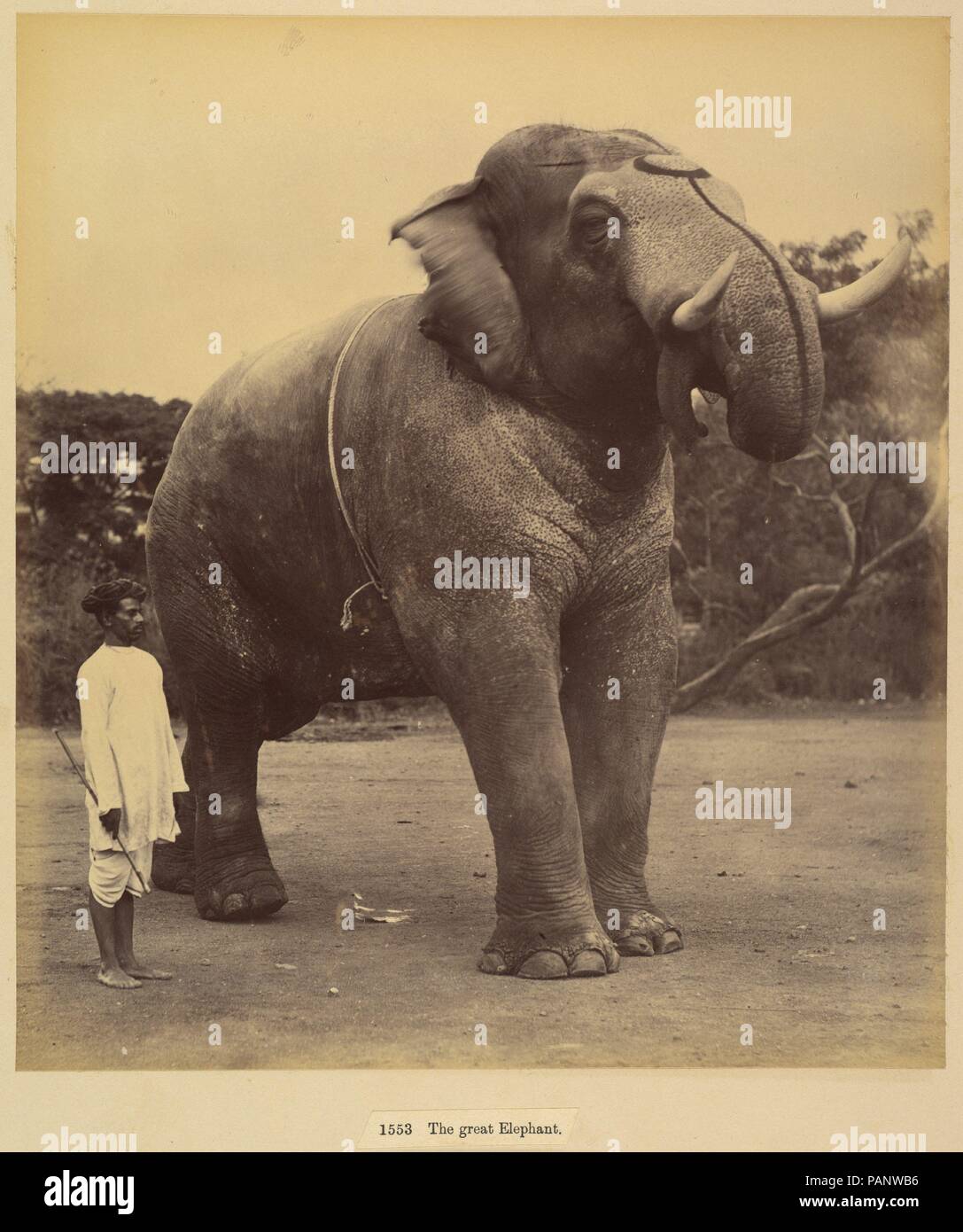 The Great Elephant. Artist: Lala Deen Dayal (Indian, Sardhana 1844-1905). Dimensions: Image: 24.1 x 21.2 cm (9 1/2 x 8 3/8 in.)  Mount: 30 x 37.7 cm (11 13/16 x 14 13/16 in.). Date: 1885-1900. Museum: Metropolitan Museum of Art, New York, USA. Stock Photo