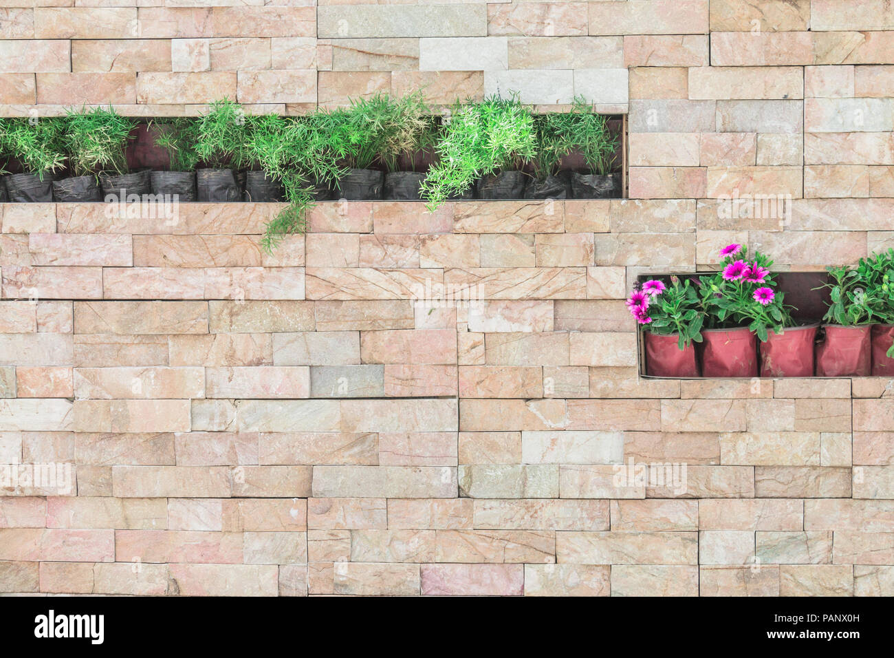 Potted plant on stone wall Stock Photo