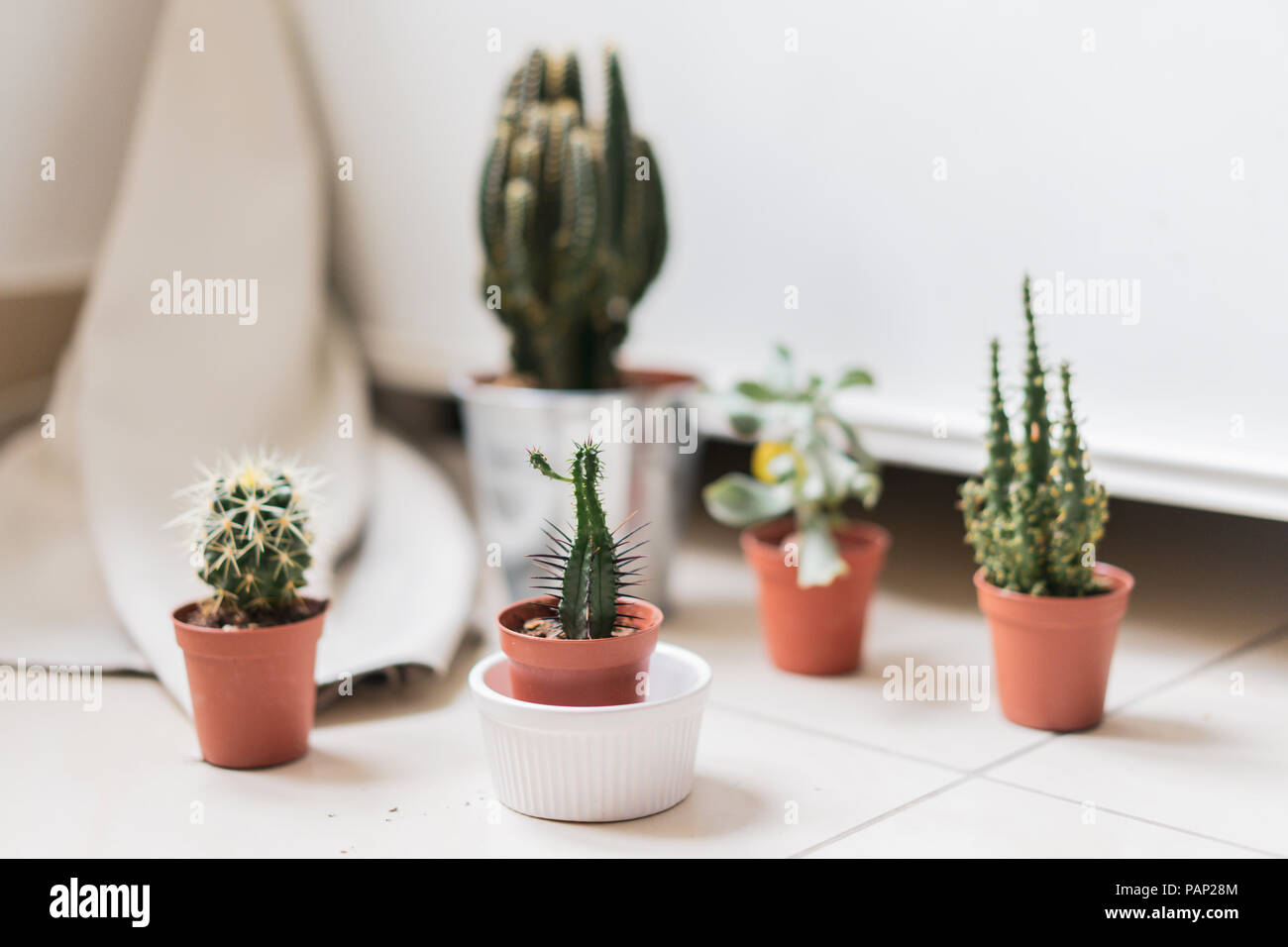 Potted cactus hi-res stock photography and images - Alamy