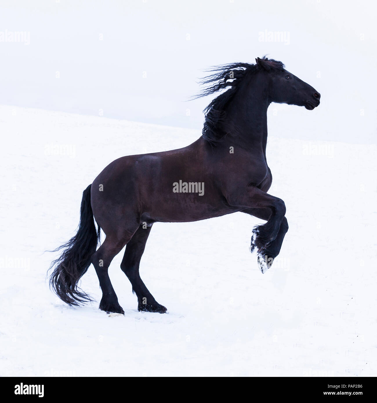 Frisian horse in winter Stock Photo