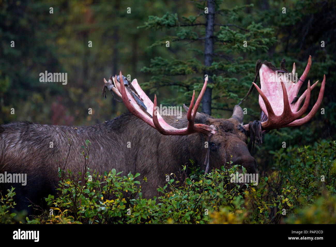 USA, Alaska, elk in Denali National Park Stock Photo Alamy