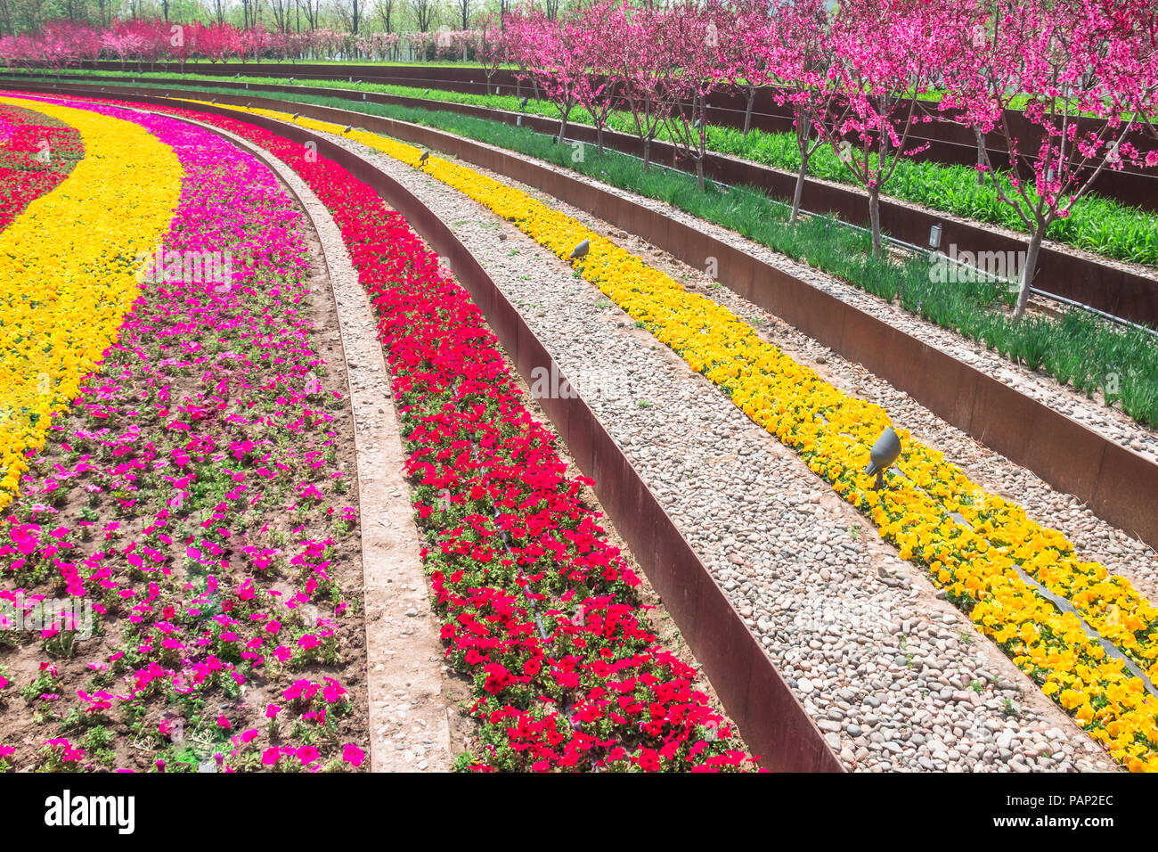 Colorful flowers bloom in spring Stock Photo