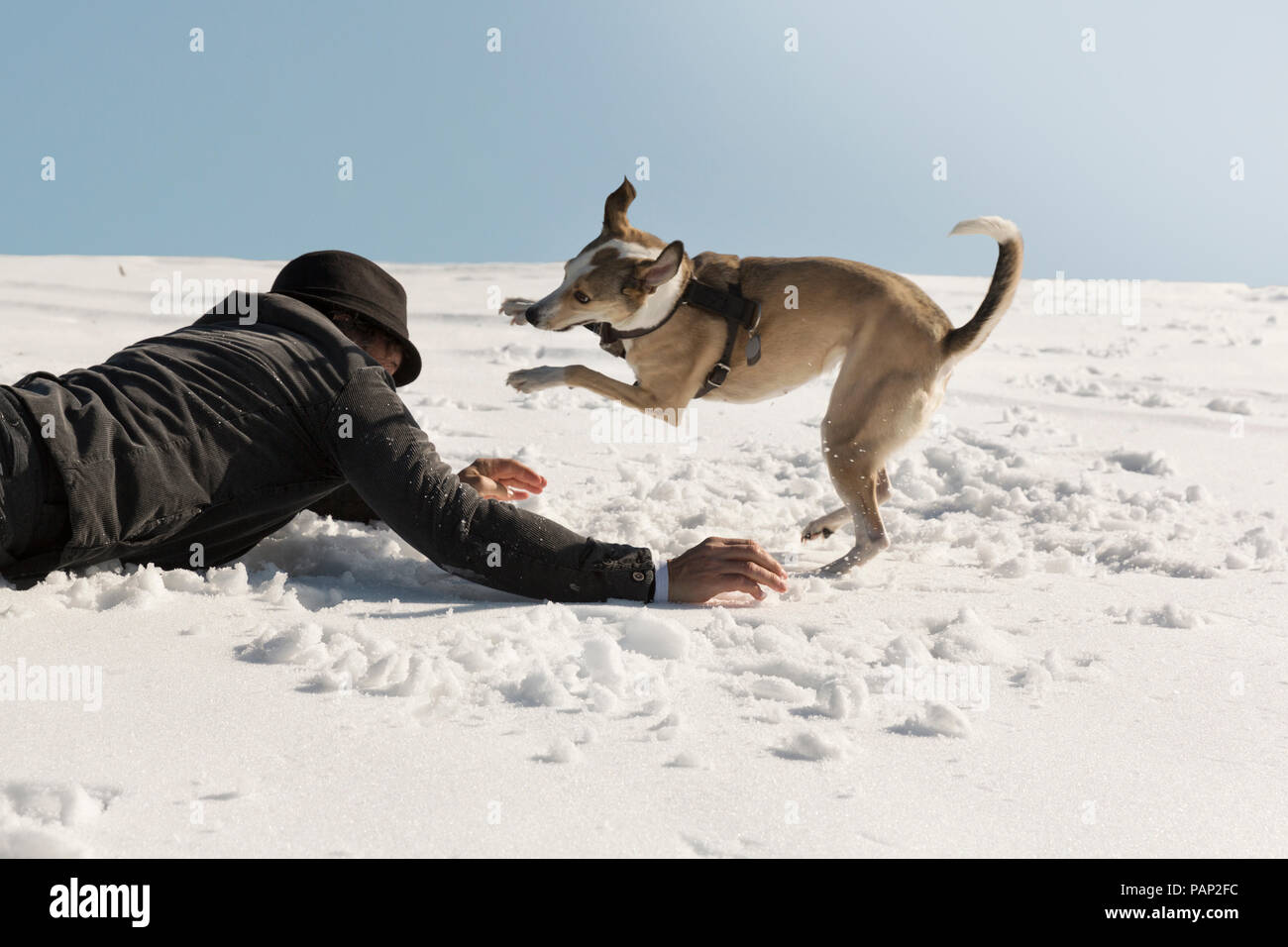 Man playing with dog in winter, lying on snow Stock Photo