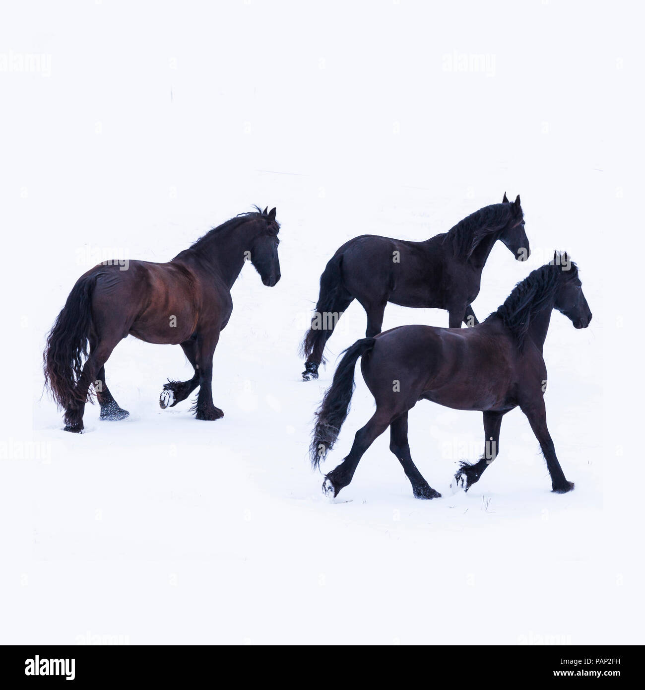Three friesian horses in winter Stock Photo