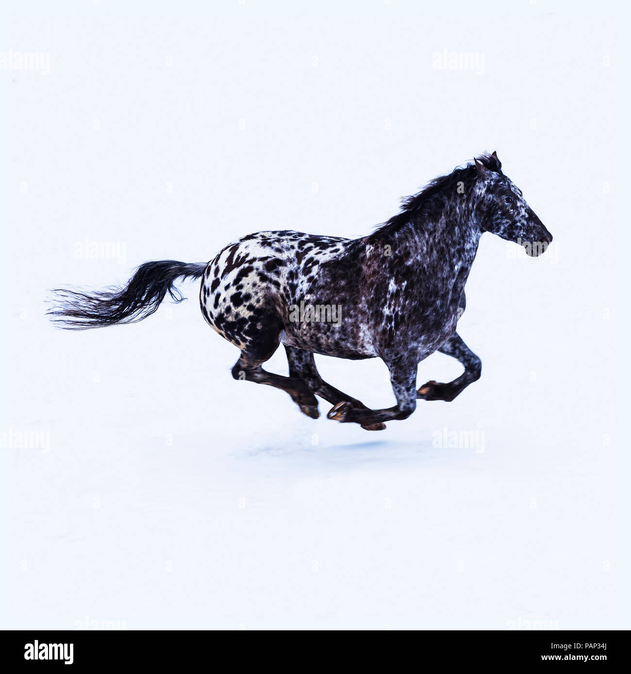 Graceful horse running hi res stock photography and images Alamy