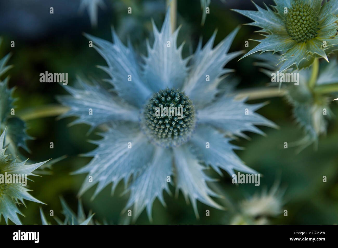 Eryngium giganteum Stock Photo