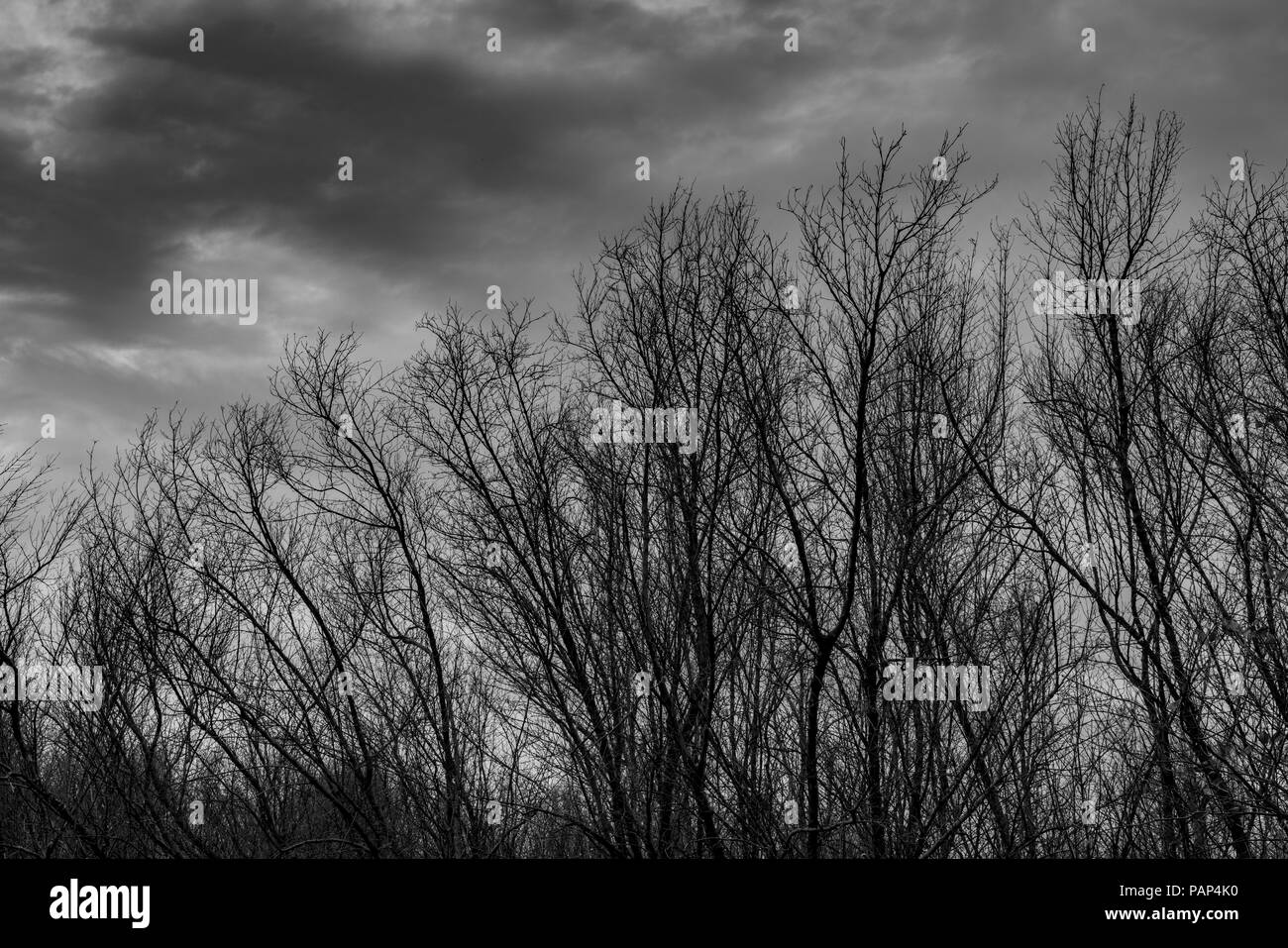 Silhouette dead tree  on dark dramatic grey sky and clouds background for  scary, death, and peace concept. Halloween day background. Art and dramatic Stock Photo