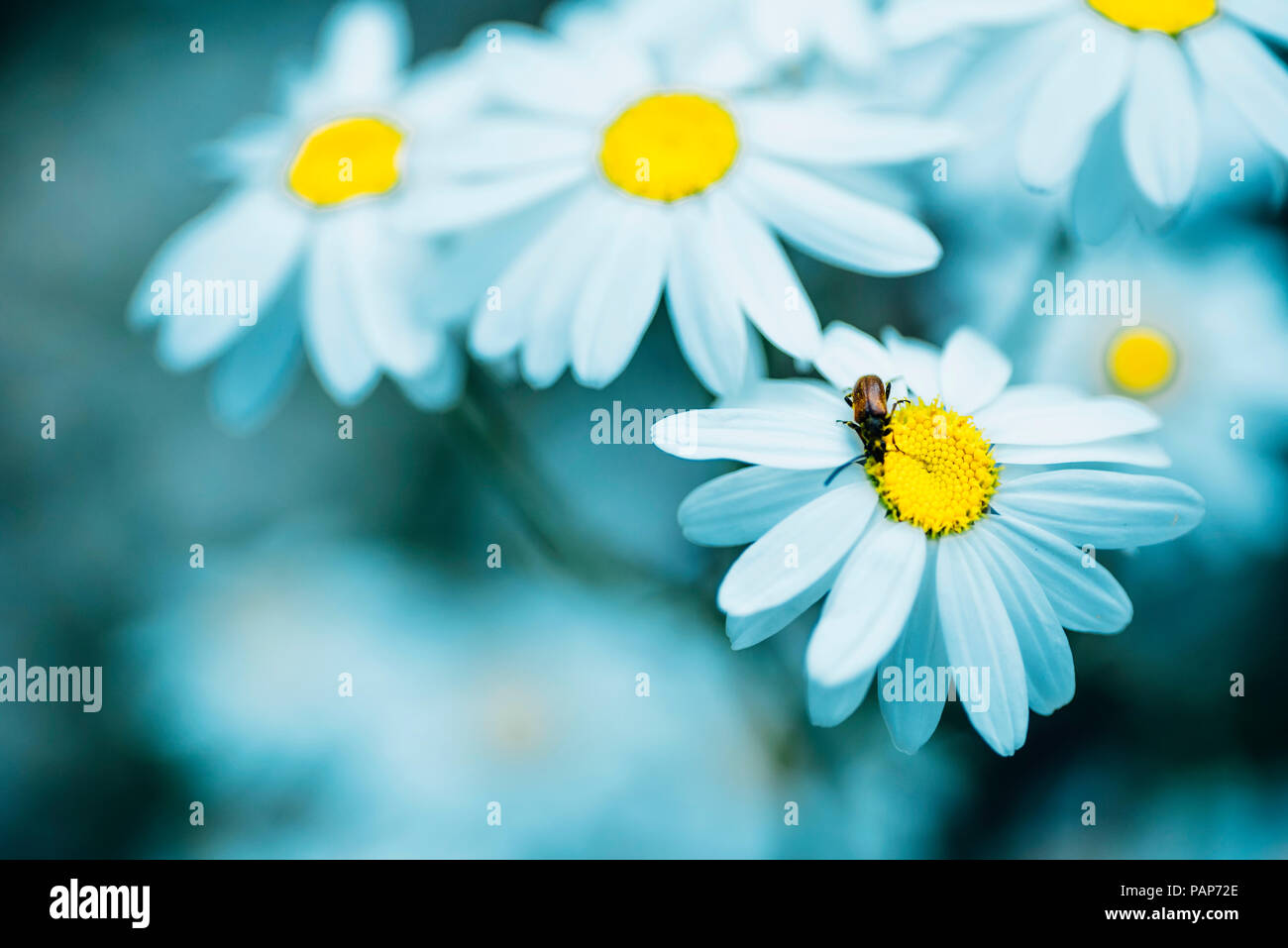 Close-up of Chamomile flowers Stock Photo