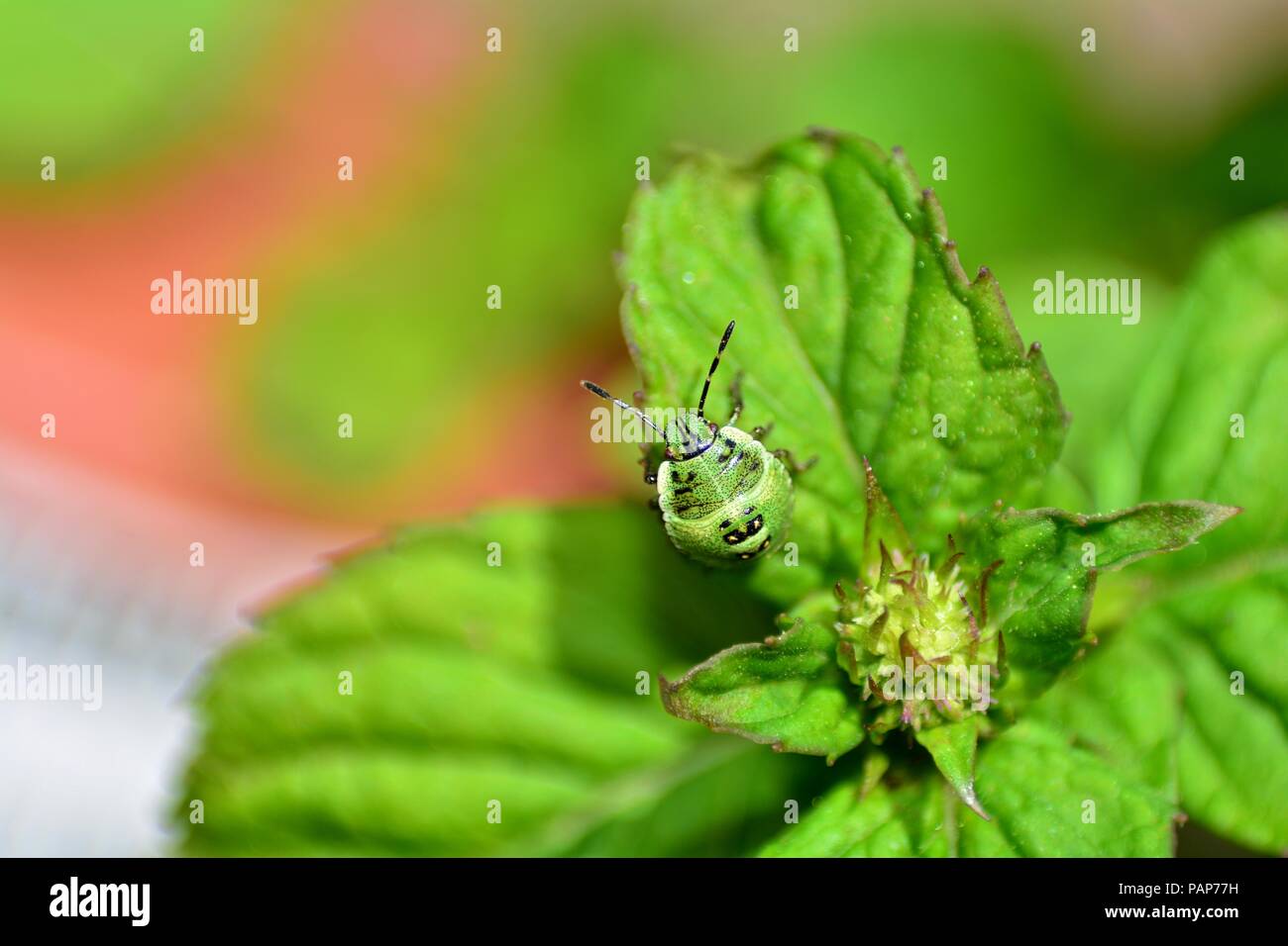 Nymph of a green stink bug  (  Palomena prasina  )  on green leaf in nature Stock Photo