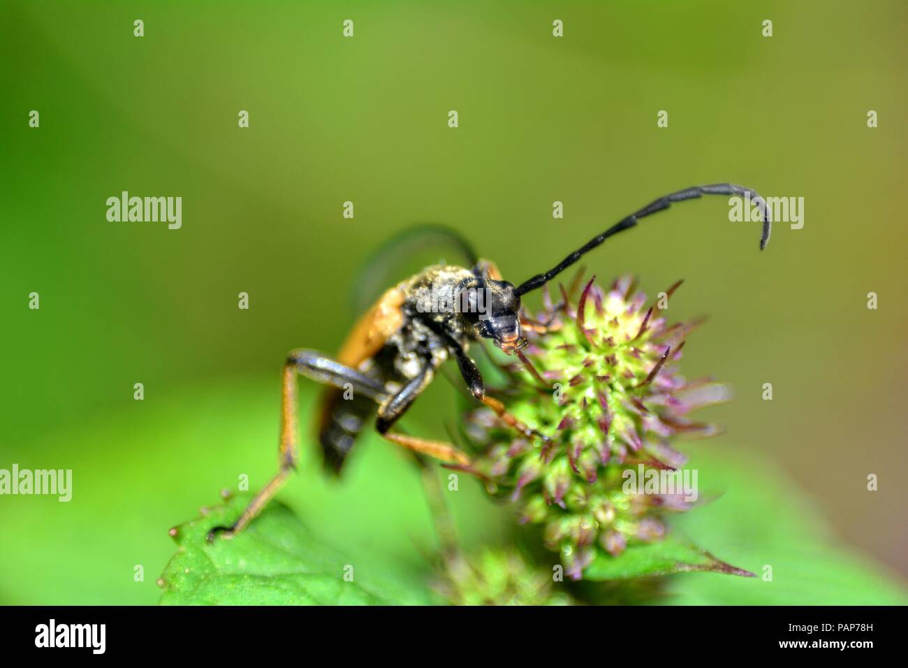 A Red-brown Longhorn Beetle  (   Stictoleptura rubra  )   on plant Stock Photo