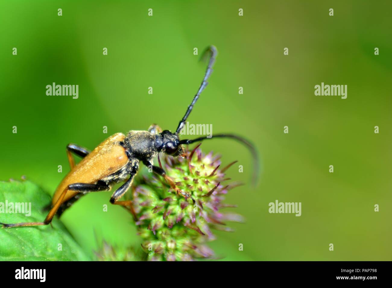 A Red-brown Longhorn Beetle  (   Stictoleptura rubra  )   on plant Stock Photo