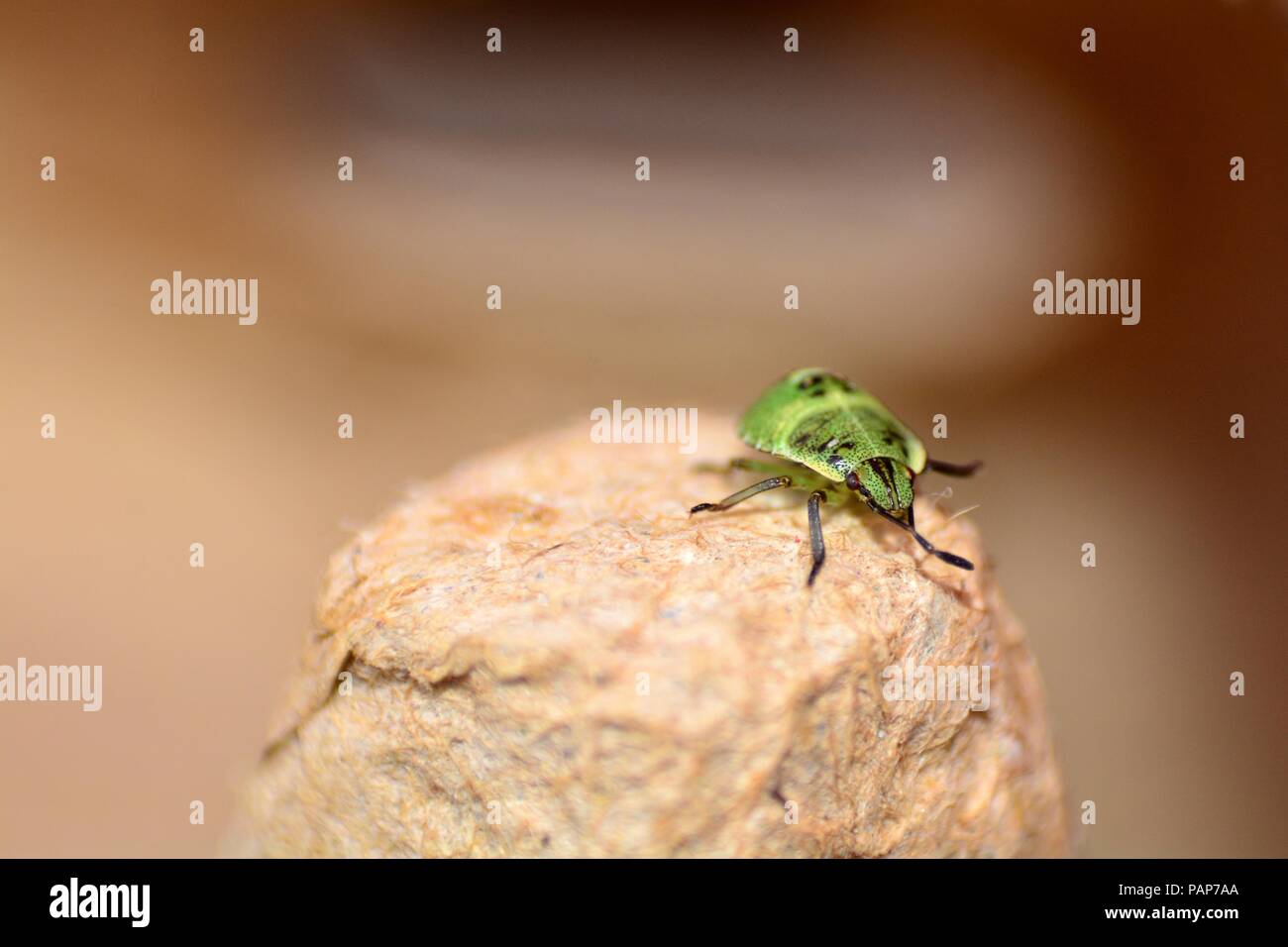 Nymph of a green stink bug ( Palomena prasina ) Stock Photo