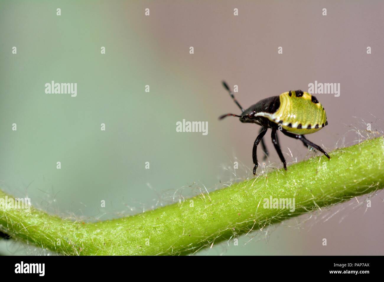 Nymph of a green stink bug   (  Palomena prasina  )  on plant with many copy space Stock Photo