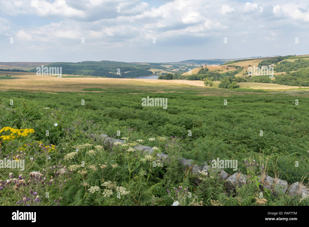 Bradfield Dale during the Summer Stock Photo