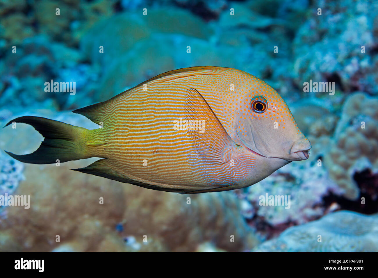 The striated surgeonfish, Ctenochaetus striatus, is also known as a striped bristletooth. This species is in the family Acanthuridae and can reach a m Stock Photo
