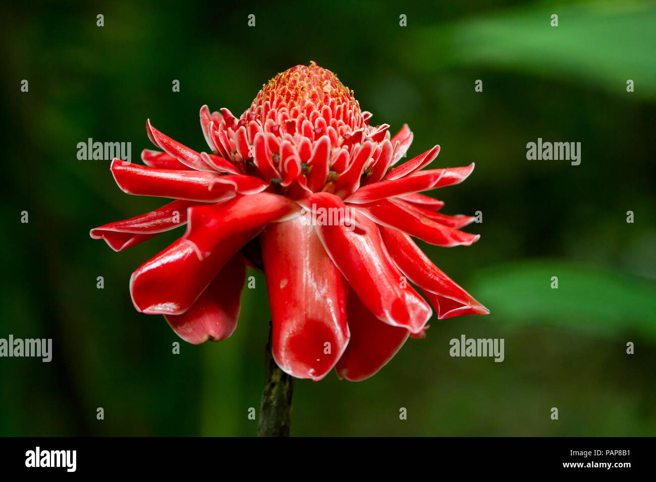 Thailand, Chiang Dao, flower of red ginger Stock Photo
