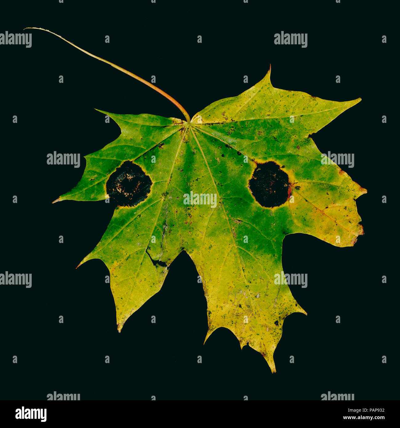 Maple leaf, Acer pseudoplatanus, autumn colours Stock Photo