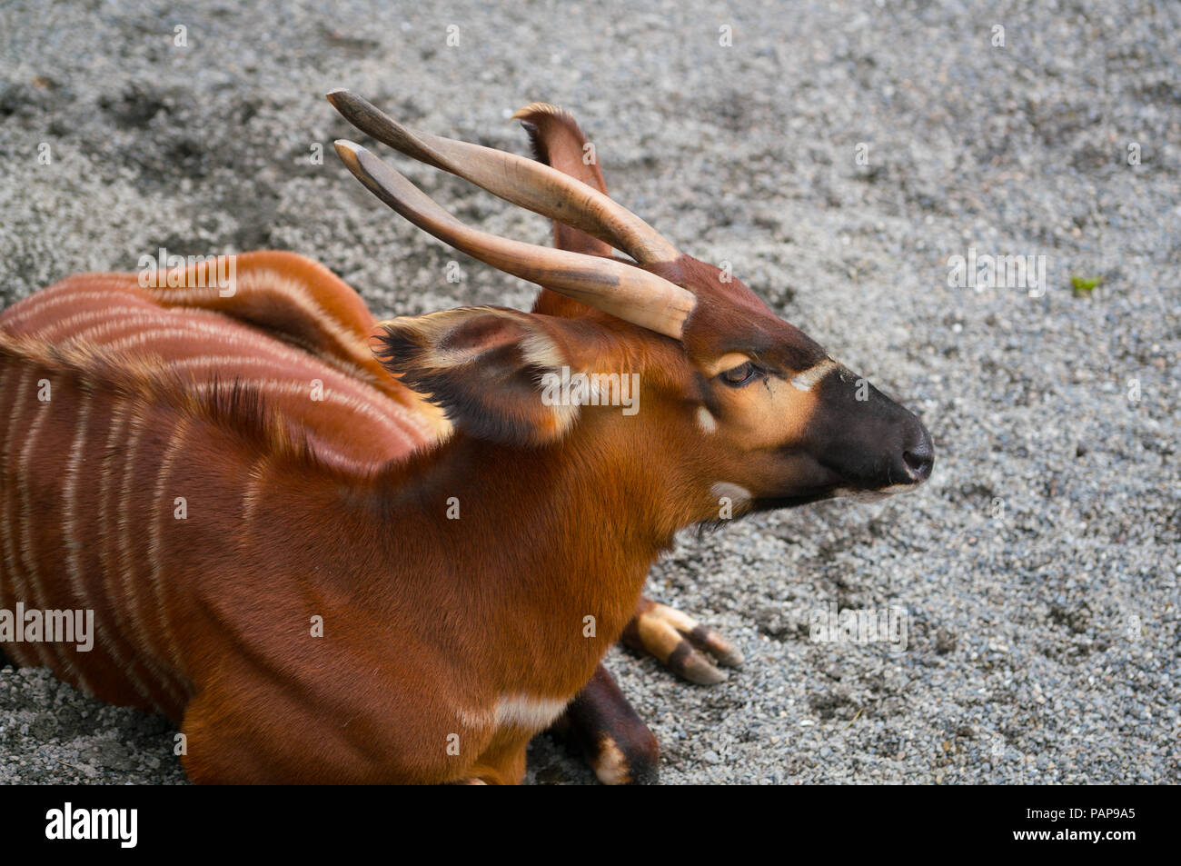 African bongo antelope tragelaphus eurycerus sitting on the ground Stock Photo