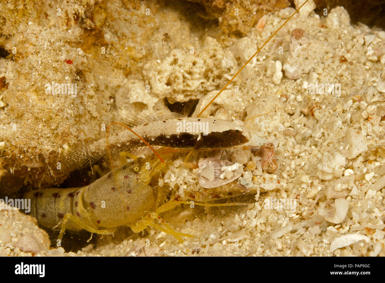 The Skunk shrimp-goby, Mars albidorsus, lives with this blind snapping shrimp, Alpheus sp. who is excavating their den.  Malaysia. Stock Photo