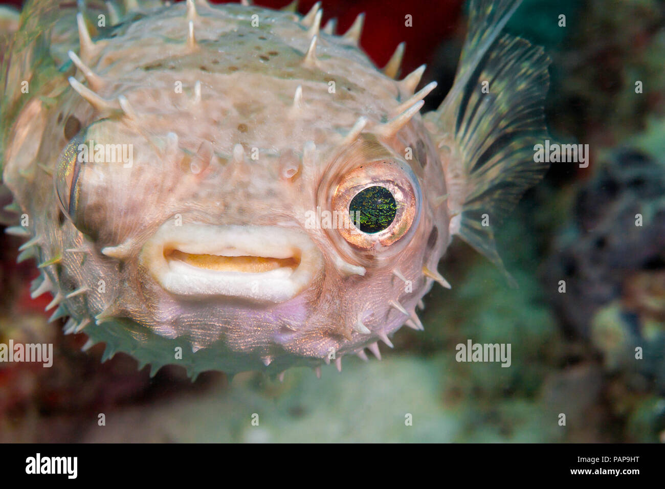 This rounded porcupinefish, Cyclichthys orbicularis, also known as a spiny pufferfish, is nocturnal. During the day it usually hides in large sponges, Stock Photo