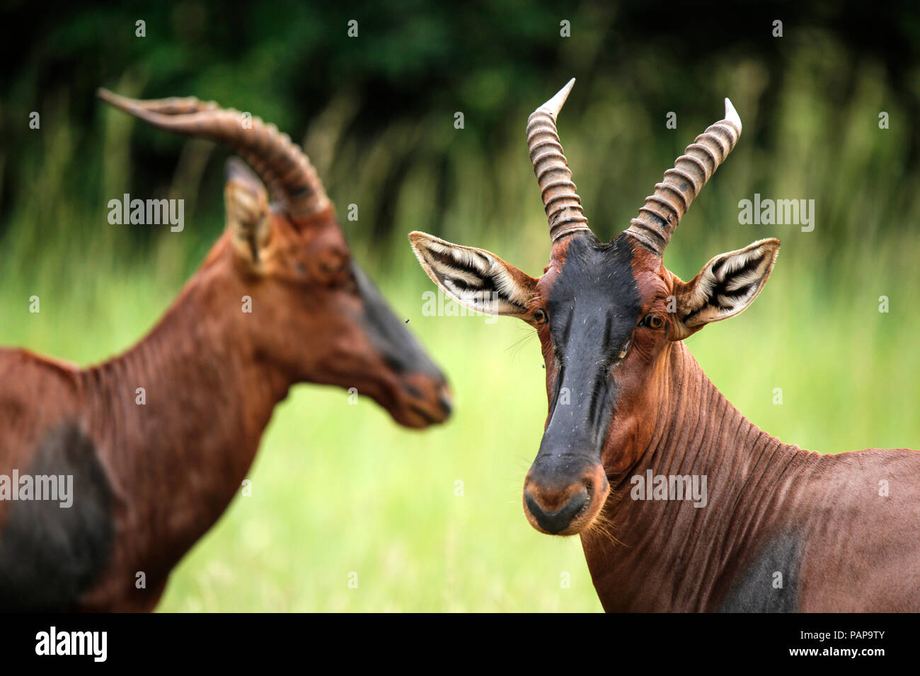 Uganda, Kigezi National Park, Kob antelopes Stock Photo