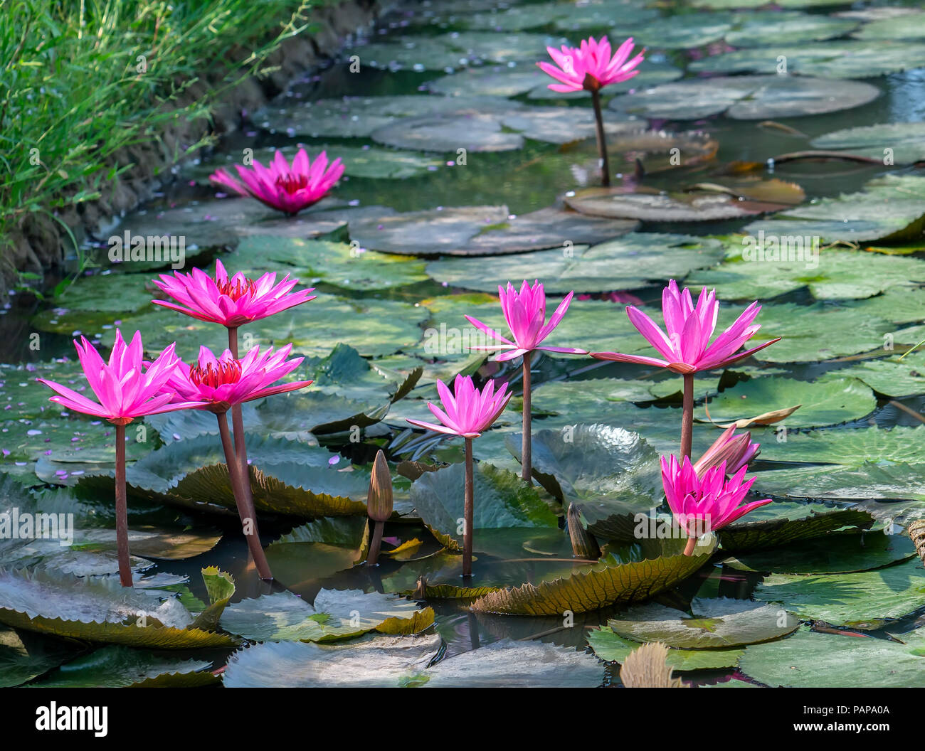 Water lily blooming season with beautiful purple flowers, below large ...