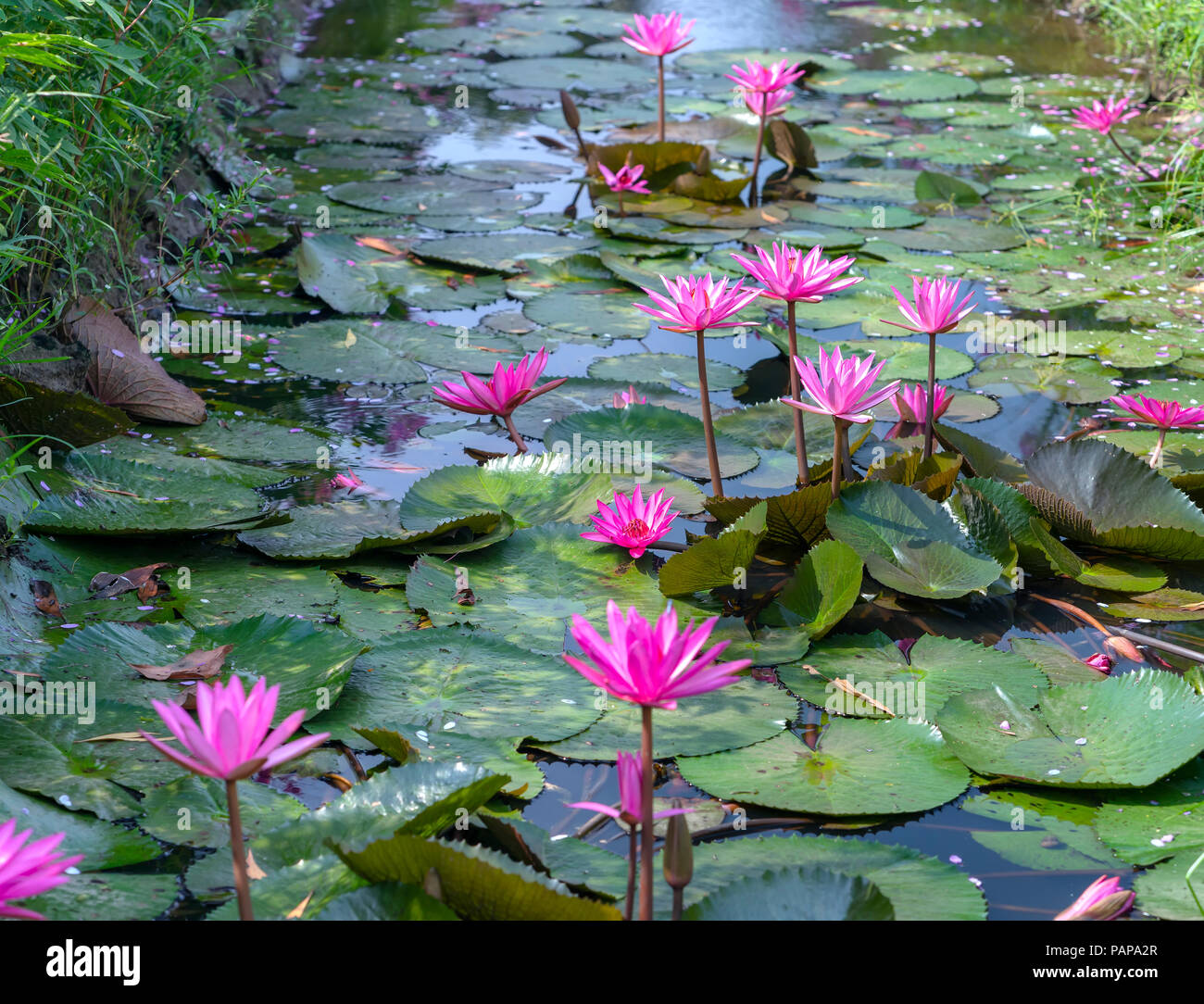 Water lily blooming season with beautiful purple flowers, below large