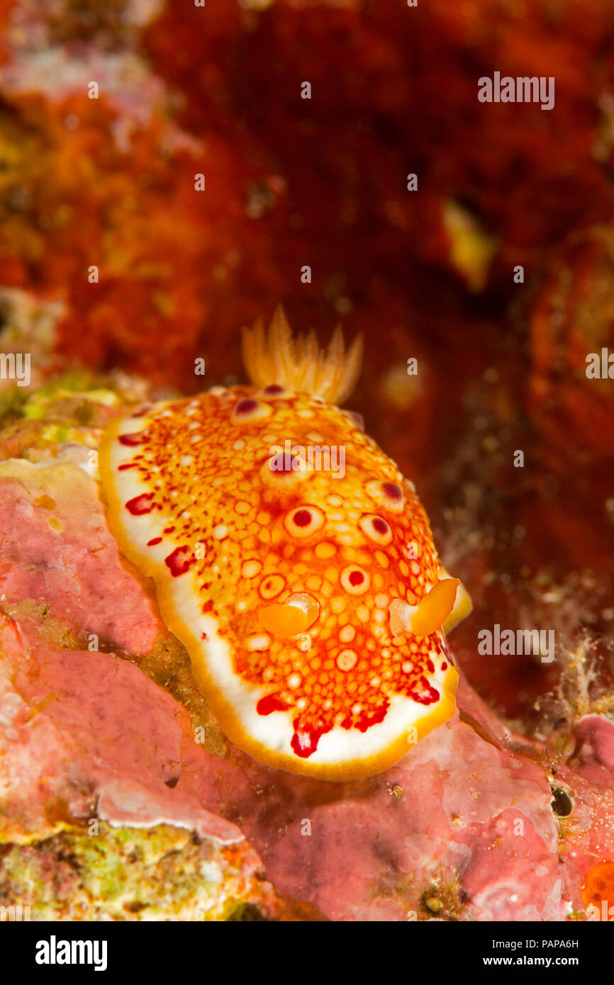 The red-spotted nudibranch, Chromodoris sp, is at this time an unnamed species that was erroneously thought to be Chromodoris petechialis, Hawaii. Stock Photo