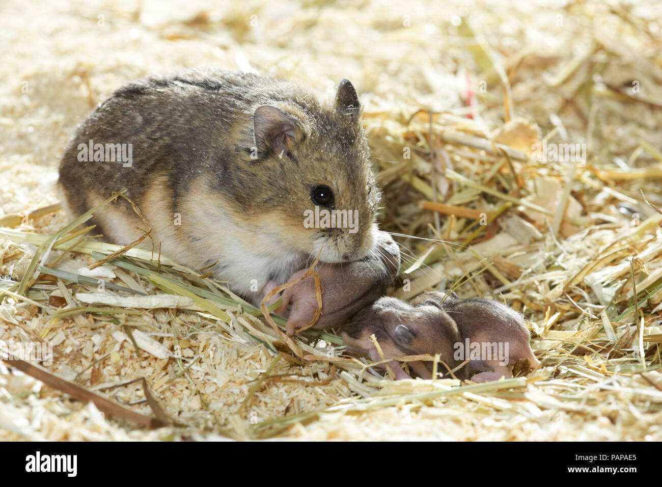 Campbells Dwarf Hamster (Phodopus campbelli). Mother with babies in wood shavings. Germany Stock Photo