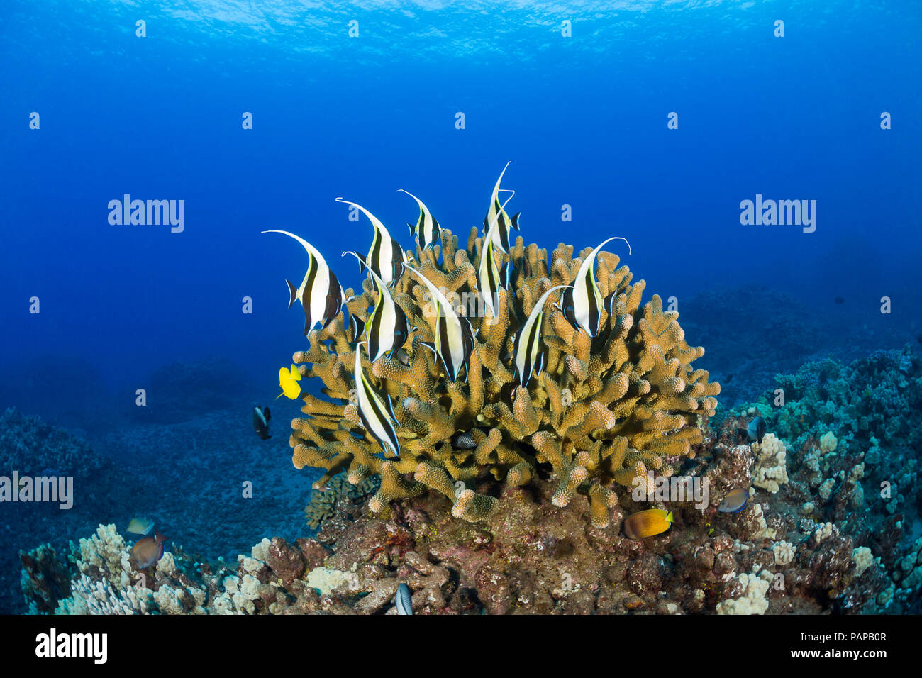 A school of moorish idol, Zanclus cornutus, circle a colony of antler coral, Pocillopora eydouxi, Hawaii. Stock Photo