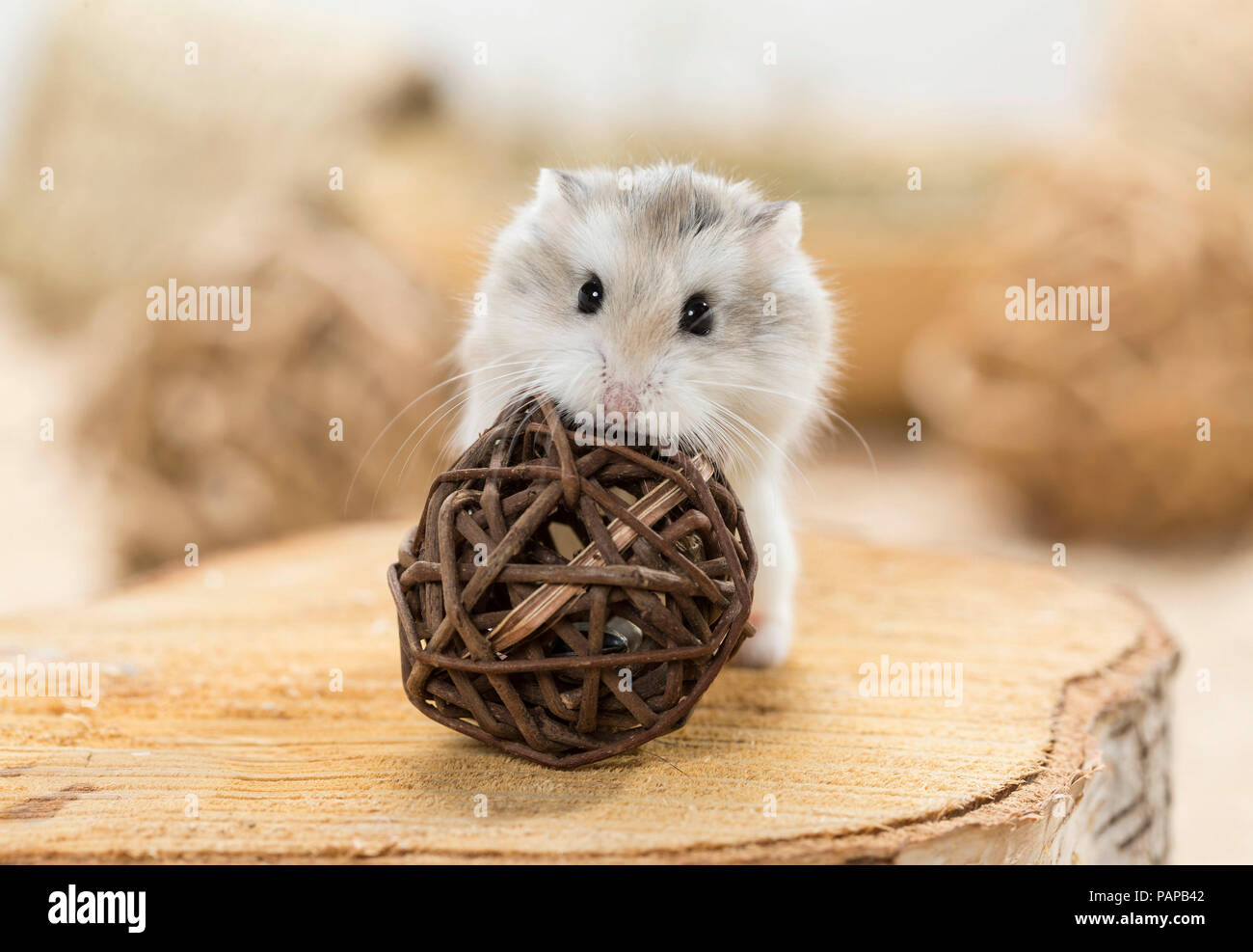 Roborovski Hamster (Phodopus roborovskii) with ball, which spends food when rolled. Germany Stock Photo